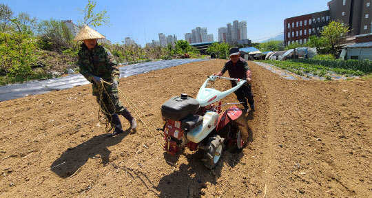 23일 농촌진흥청에 따르면 고령 남성 농업인들이 농작업 중 넘어짐 사고를 겪는 비중이 높은 것으로 나타났다. 경운기와 예취기, 사다리로 인한 안전 사고 비중이 높아 안전사고 예방 대책이 필요할 것으로 보인다. 지난 3일 강원 원주시 반곡동에서 농민들이 경운기로 밭을 갈며 봄 농사를 준비하고 있다. <연합뉴스>